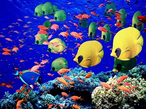 Красное море